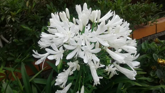 大自然植物花朵图片 大自然植物花朵图片