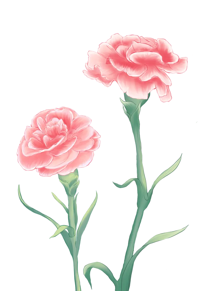 康乃馨插画