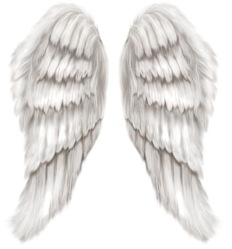 翅膀 PNG免抠(560x600)