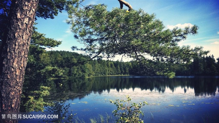 湖畔大树风景画壁纸
