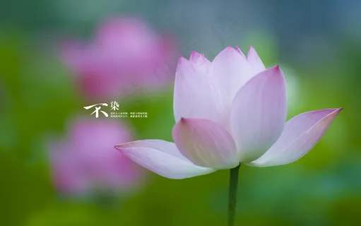 茶花一朵  茶花一朵