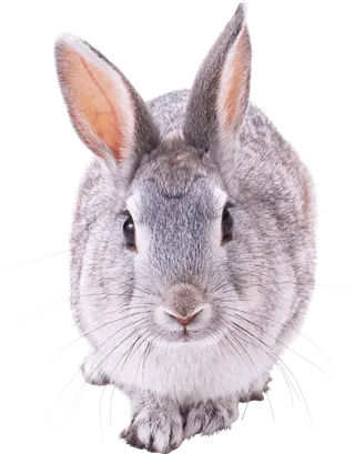 兔子(1)   兔子(1)   兔子(1)