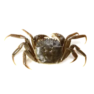 螃蟹(26)海鲜超市商品红酒白底图免抠实物摄影png格式图片透明底