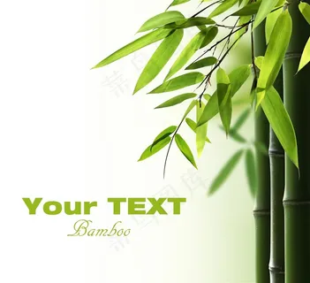 竹子竹叶图片 竹子竹叶图片