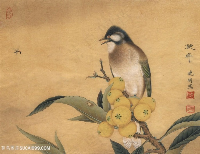 高清现代工笔画枇杷树与雀鸟国画图片