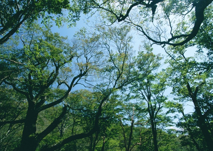 森林树木美丽的图片素材