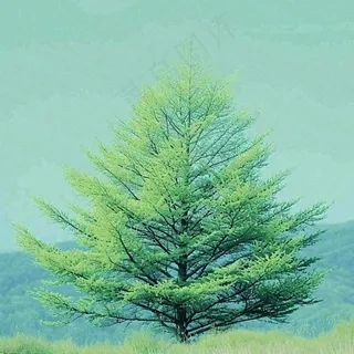 绿色的树冠特写