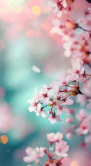 绚丽浪漫粉白色樱花花朵，惊蛰立春摄影图