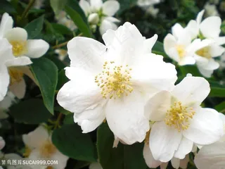 高清绽放的白色茉莉花图片