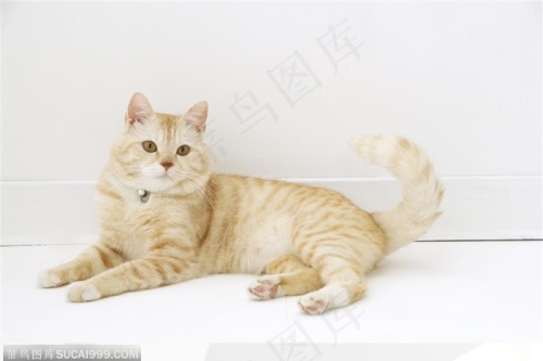 宠物猫咪图片大全