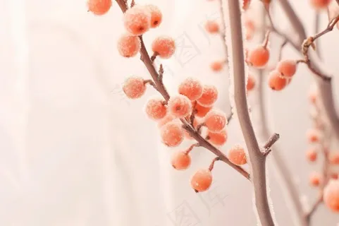 清爽冰霜果实橙色背景 清爽冰霜果实橙色背景