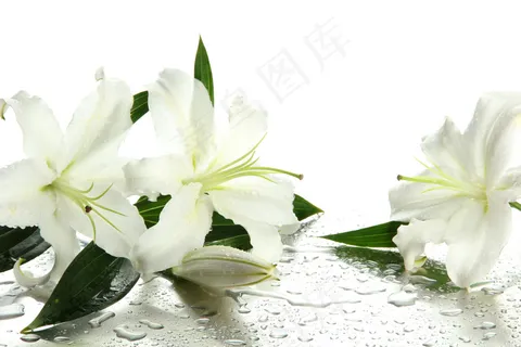 白百合花图片 白百合花图片