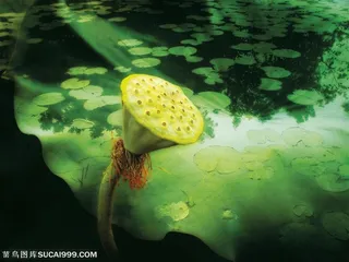 荷花物语-嫩绿的莲蓬