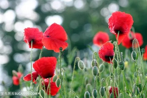 红色娇艳虞美人鲜花摄影