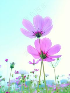 唯美小花高清鲜花图片