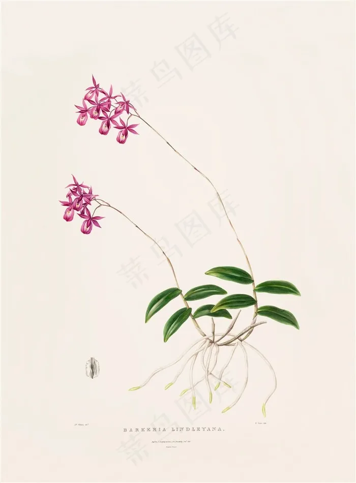 高清彩色兰花手绘彩绘插画图片