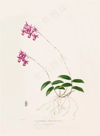 高清彩色兰花手绘彩绘插画图片