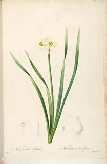 雷杜德原版高清花草花瓣兰花图谱素材 雷杜德原版高清花草花瓣兰花图谱素材