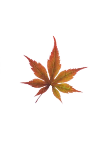 绿色叶子PNG免抠高清素材