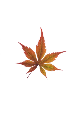 绿色叶子PNG免抠高清素材