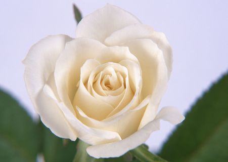 花朵白玫瑰 花朵白玫瑰