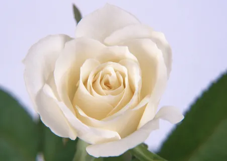花朵白玫瑰 花朵白玫瑰