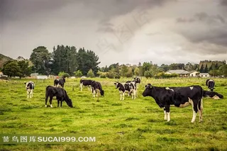 新西兰牧牛场风景图片