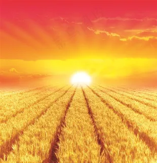 黄昏的金色麦田 黄昏的金色麦田