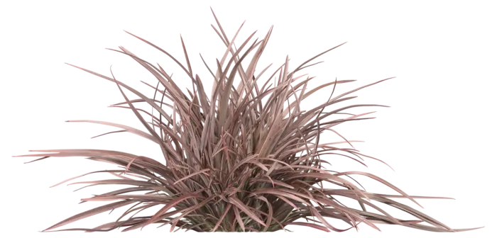 高清树木素材 免抠PSD植物素材 美术绘画园林贴图 树草灌木花草