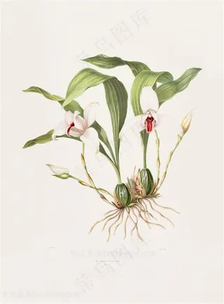 高清兰花复古装饰画