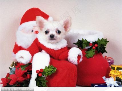 圣诞装的吉娃娃与圣诞礼物