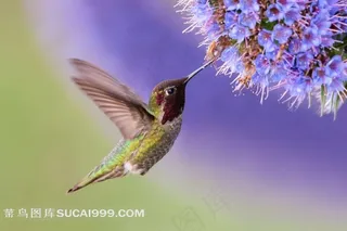 鸟类系列 - 正在吸取花蜜的蜂鸟