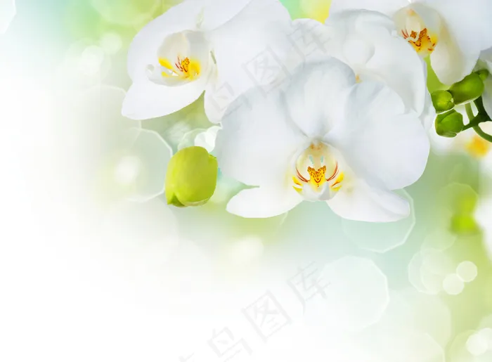 白色兰花图片下载