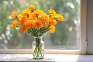 阳光照在白色窗台上的橙色鲜花光影摄影图