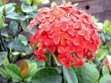 盛开的鲜花图片