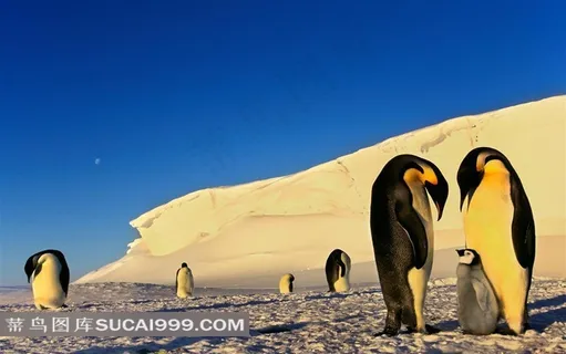 南极冰天雪地中的大企鹅和企鹅宝宝 南极冰天雪地中的大企鹅和企鹅宝宝
