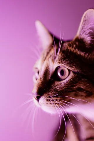 可爱猫咪猫猫摄影素材