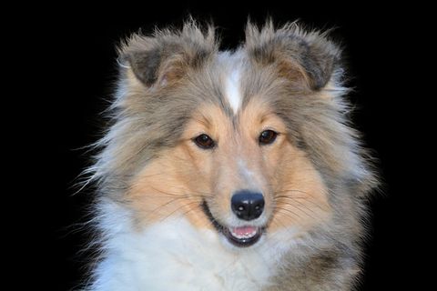 可爱牧羊犬肖像图片 可爱牧羊犬肖像图片