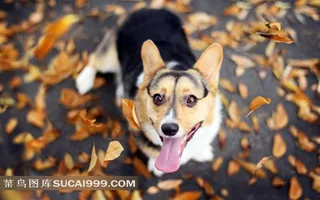 伸舌头张望的小狗