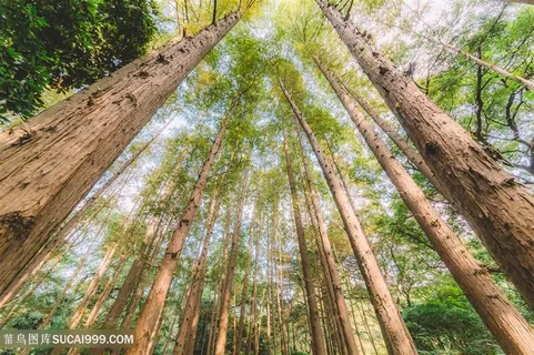 树木植物绿色天空结构