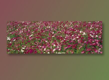 户外阳光下的花圃全景摄影环境贴图 户外阳光下的花圃全景摄影环境贴图