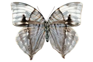 蝴蝶 彩蝶 花蝴蝶 动物 昆虫 免抠