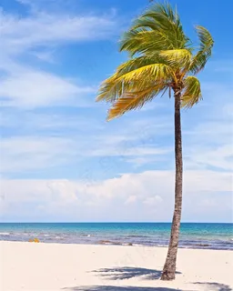 海边摇曳在风中的椰树 海边摇曳在风中的椰树
