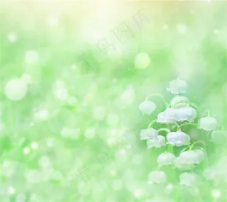 绿色唯美虚化背景上的铃兰高清图片