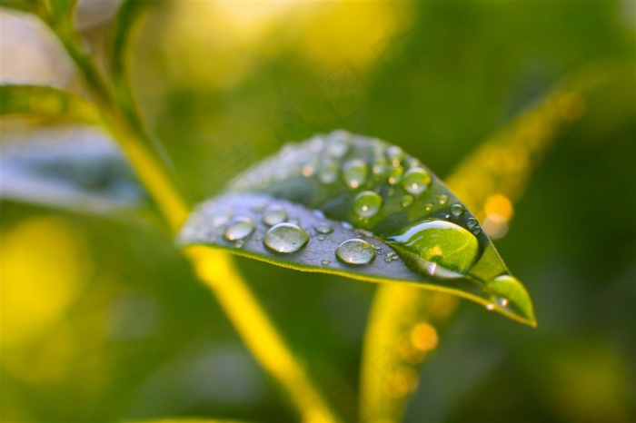 茶叶老叶片上的水珠