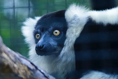 野生领狐猴图片 野生领狐猴图片