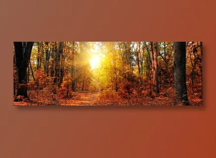 秋季树林阳光美景