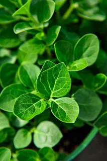 绿色新鲜茶叶绿叶摄影图 绿色新鲜茶叶绿叶摄影图