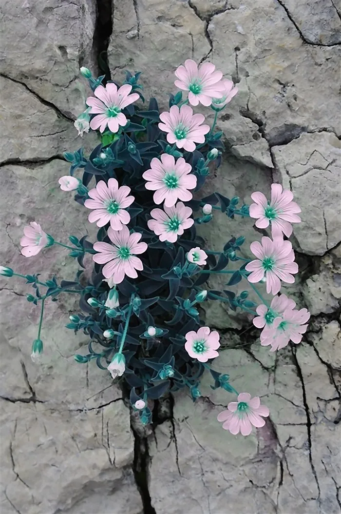 摄影夹缝重生粉色小花