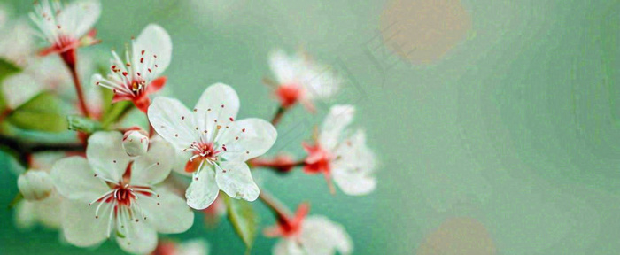 盛开的花朵立春，清新春天(1712x704)